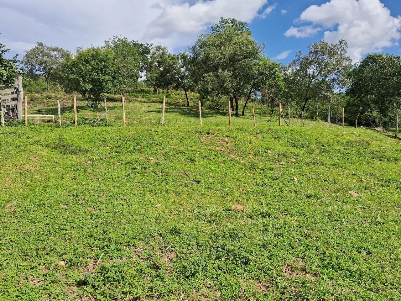 Fazenda 67 hectares 60 km do Ceasa  - Foto 4