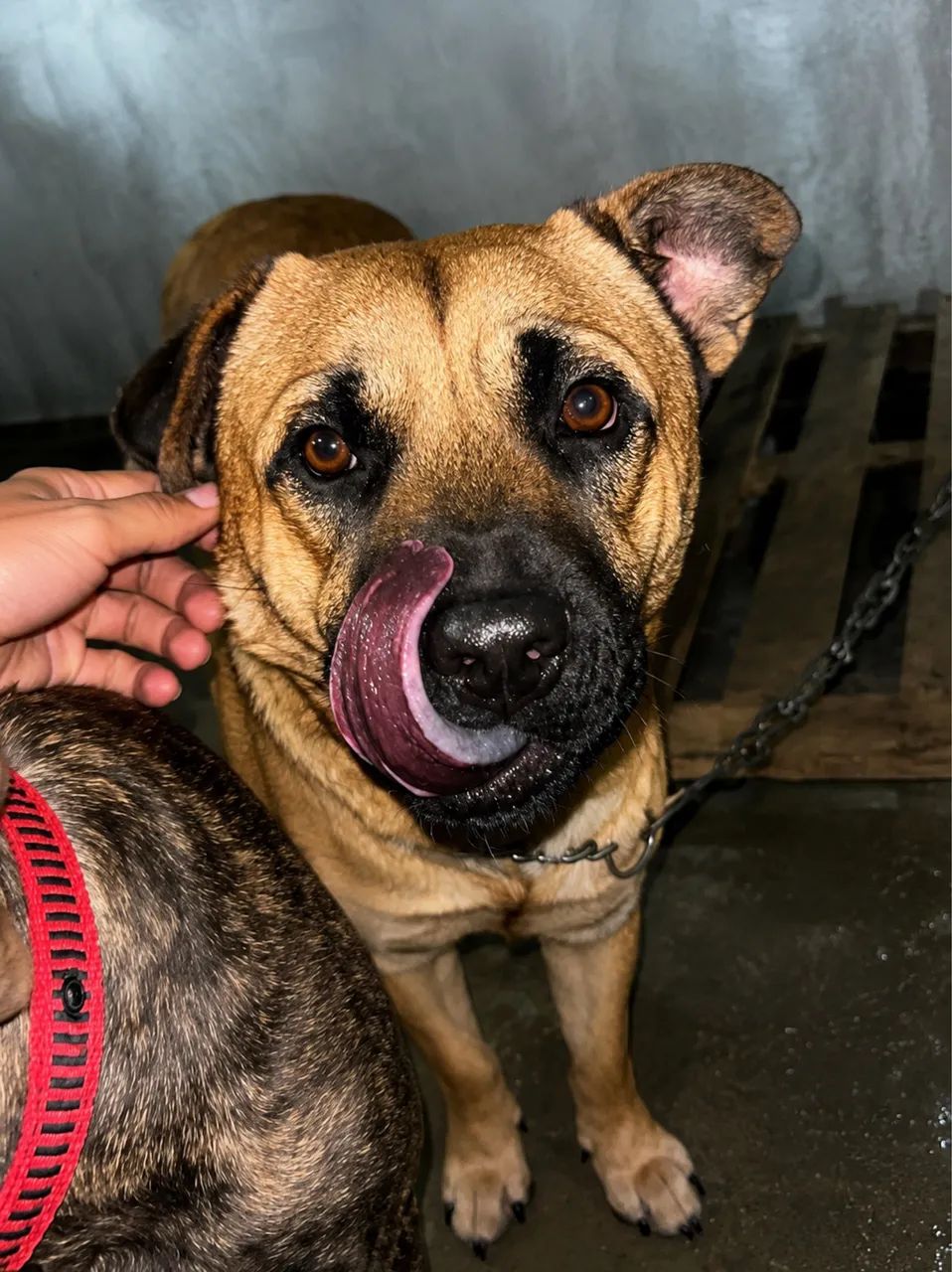 Cachorro para adoção 