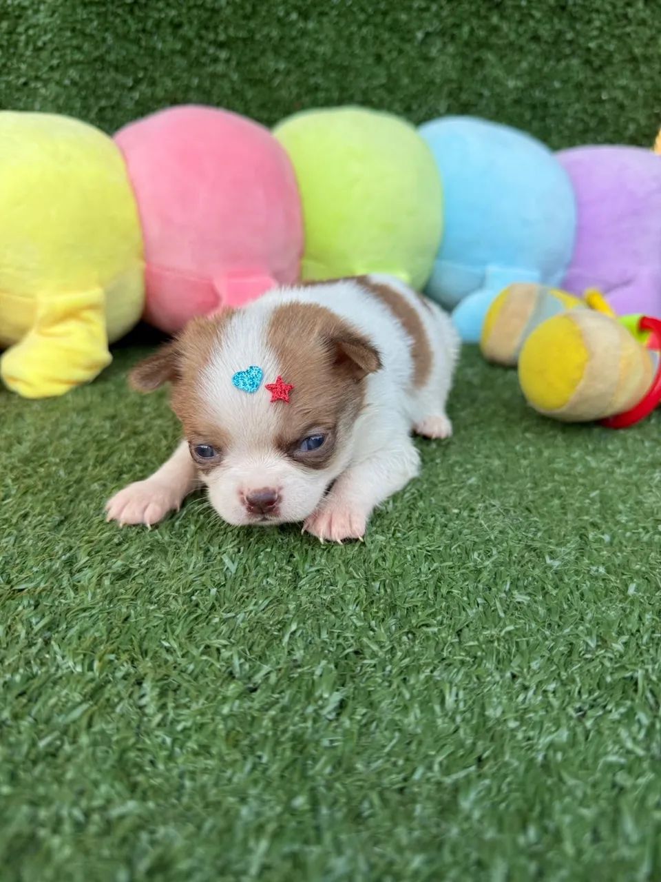 Chihuahua micro - Foto 2