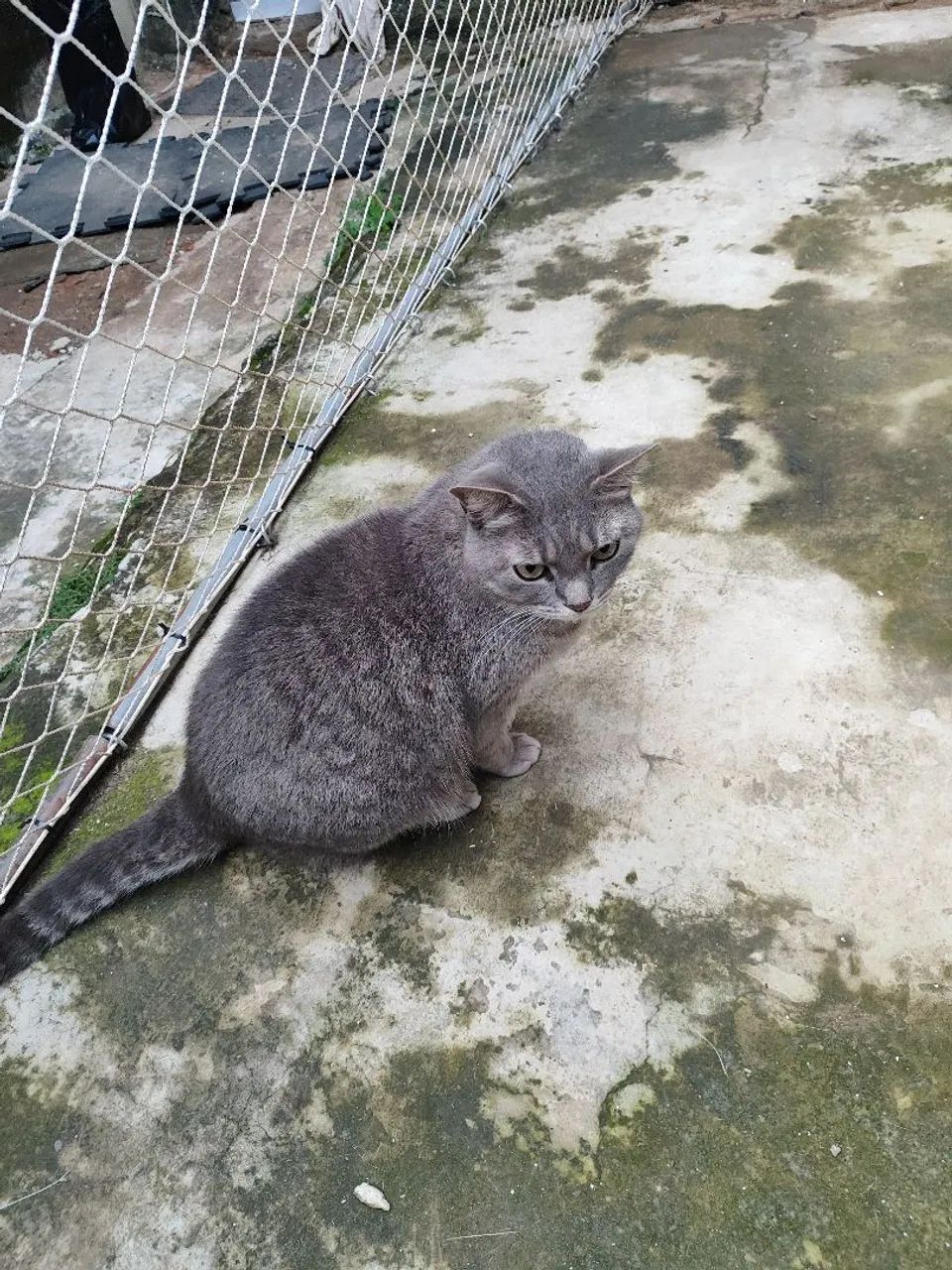Gatos de estimação  - Foto 3