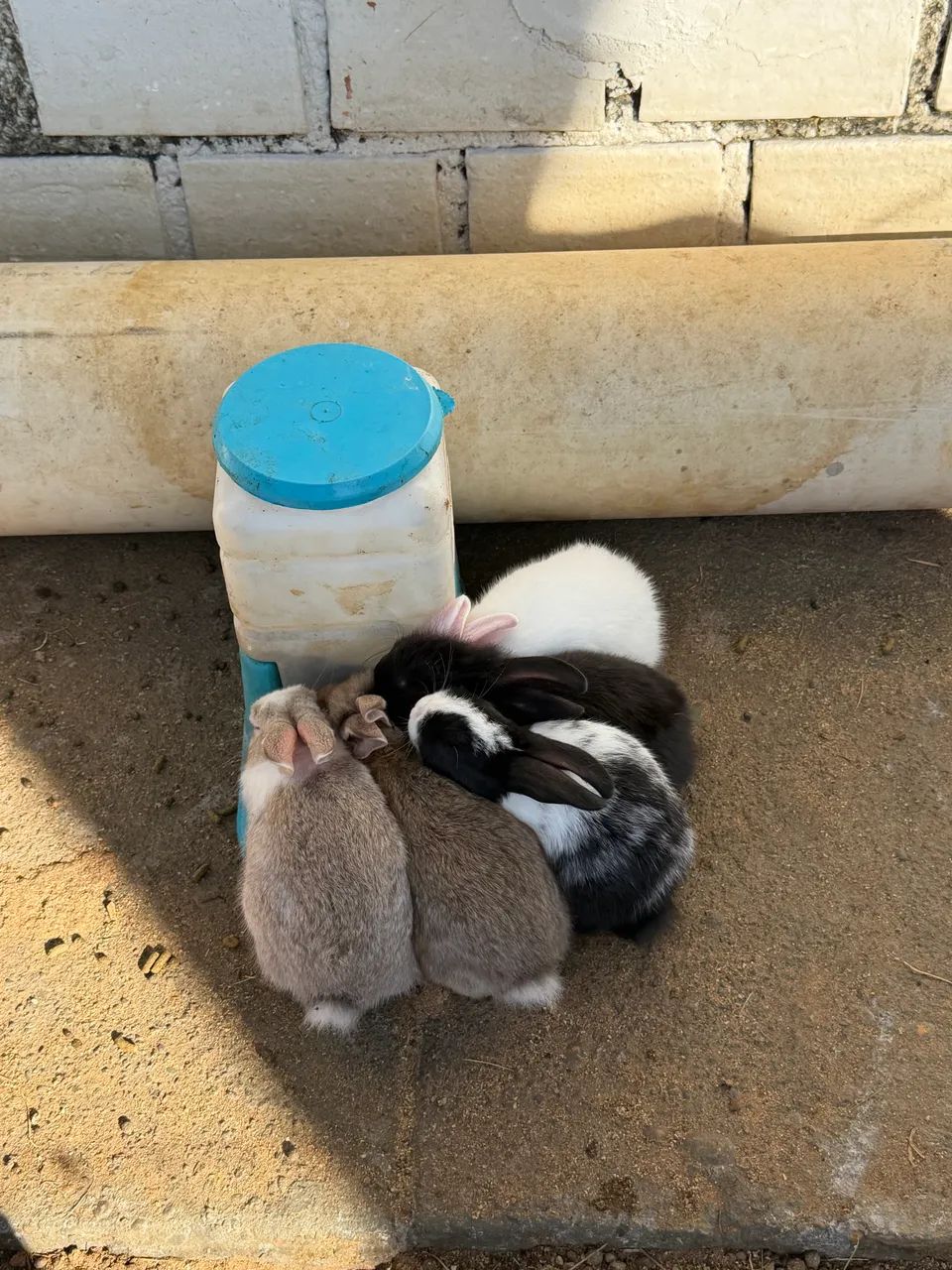 Vende-se filhotes de coelhos