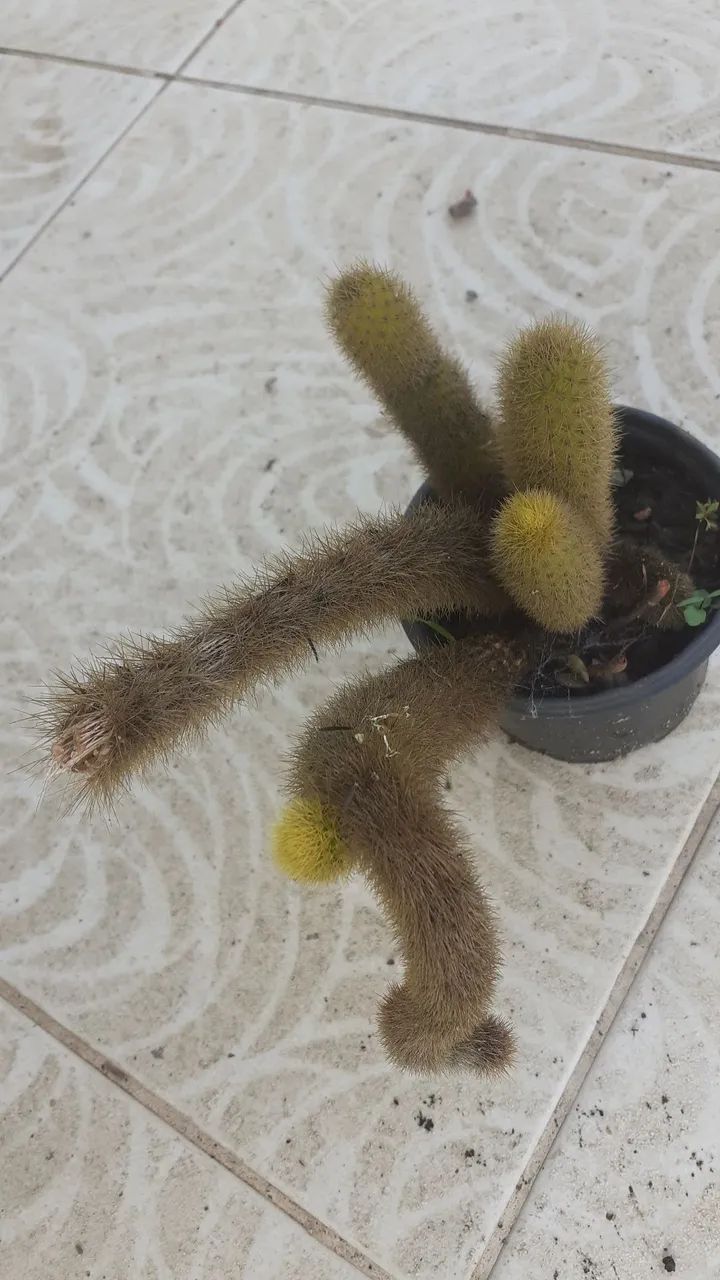 Suculentas  - Foto 2