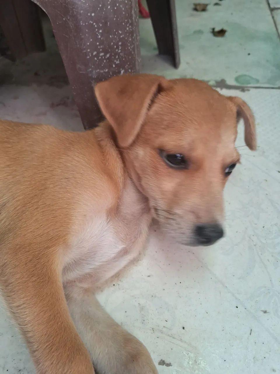 Doa-se essa cachorrhnha - Foto 2