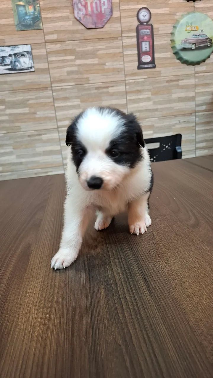 Filhotes de Border Collie  - Foto 4
