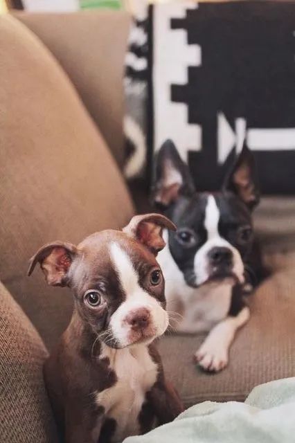 Boston Terrier 