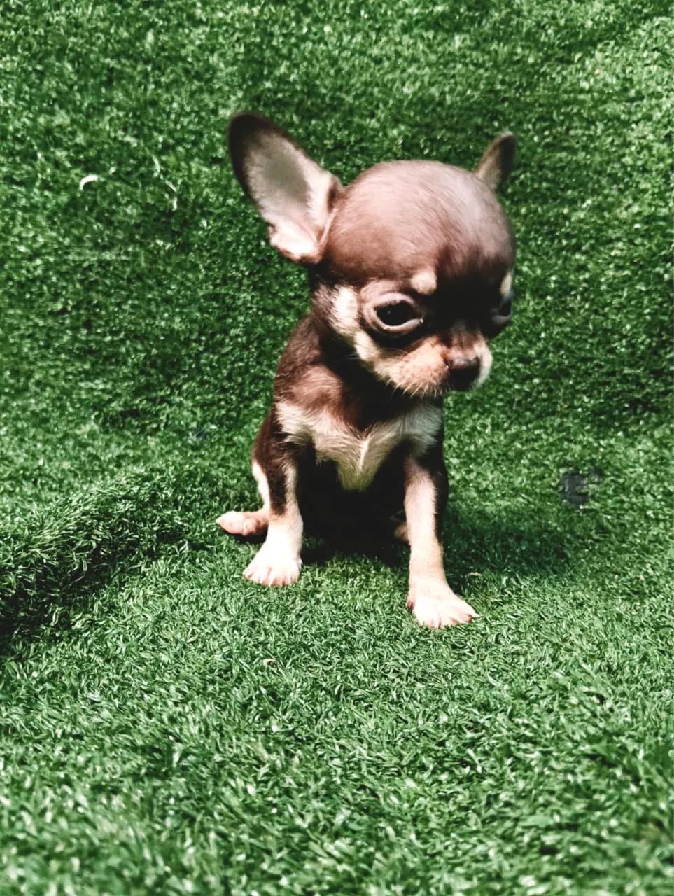 Fêmea chocolate chihuahua pelo curto miniatura - Foto 2