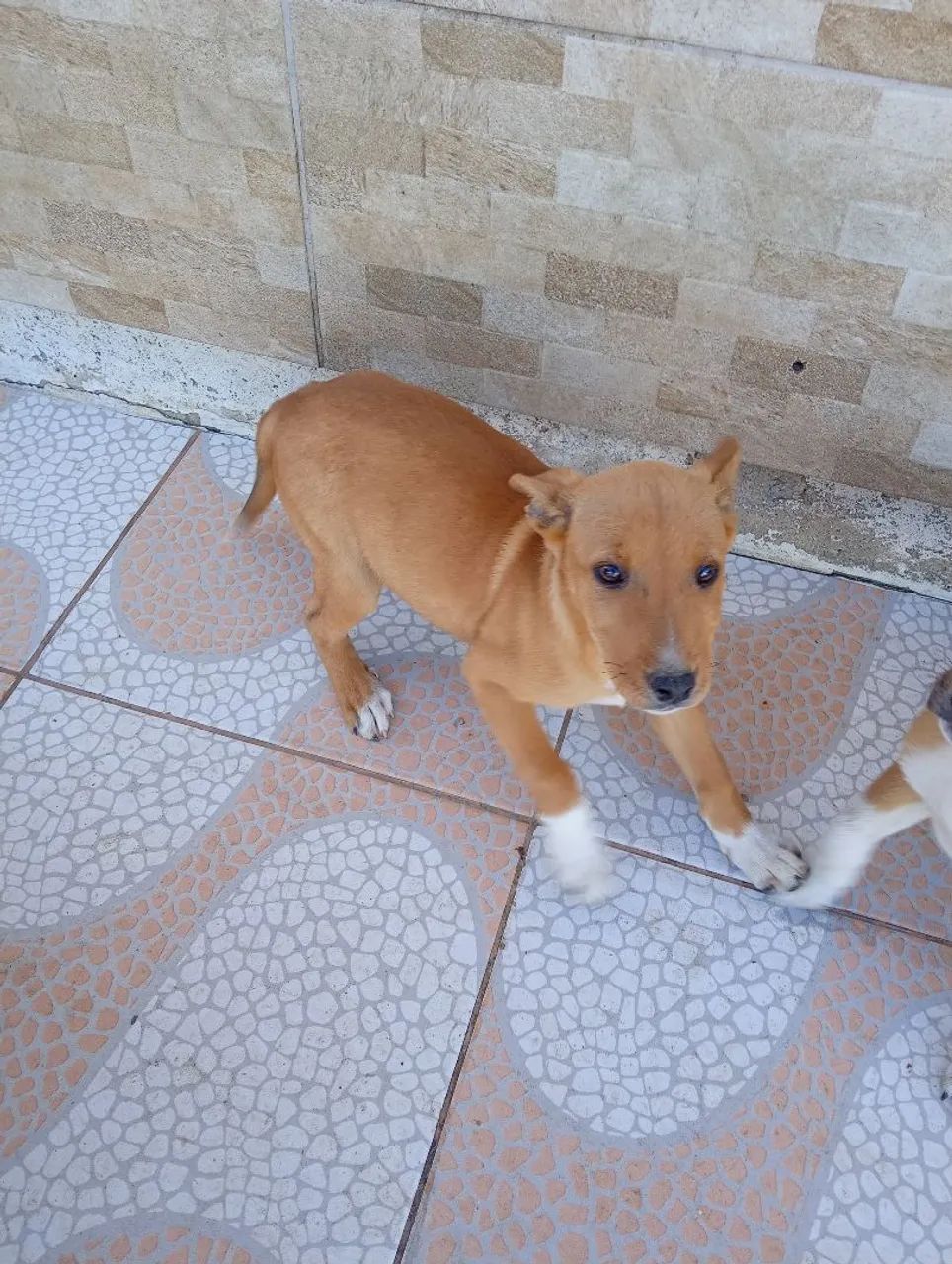 5 filhotes de cachorro para adoção. - Foto 4