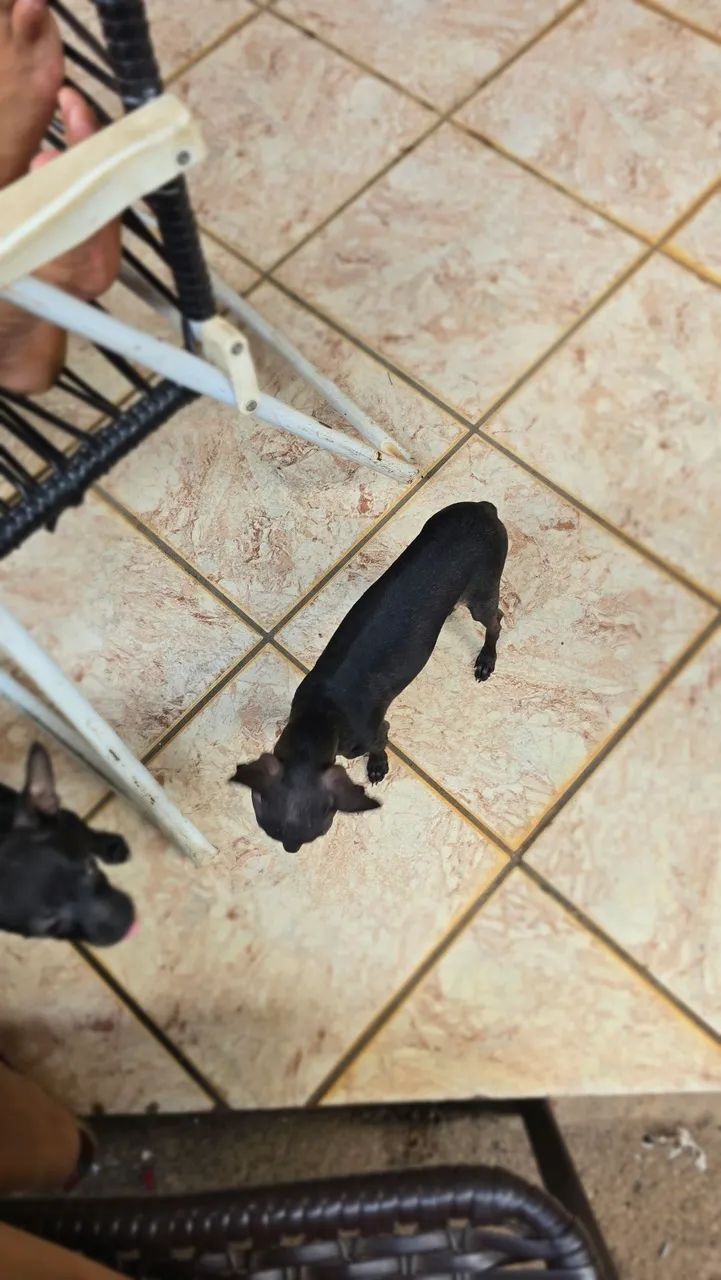 Pet  - Foto 5