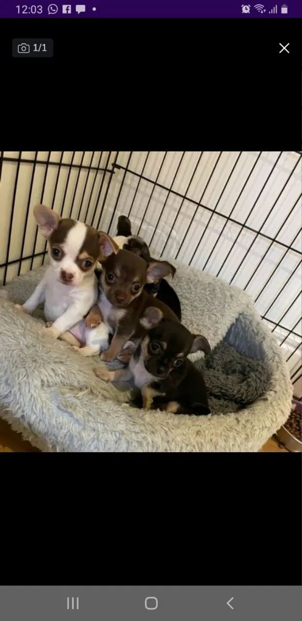 Chihuahua Disponível 