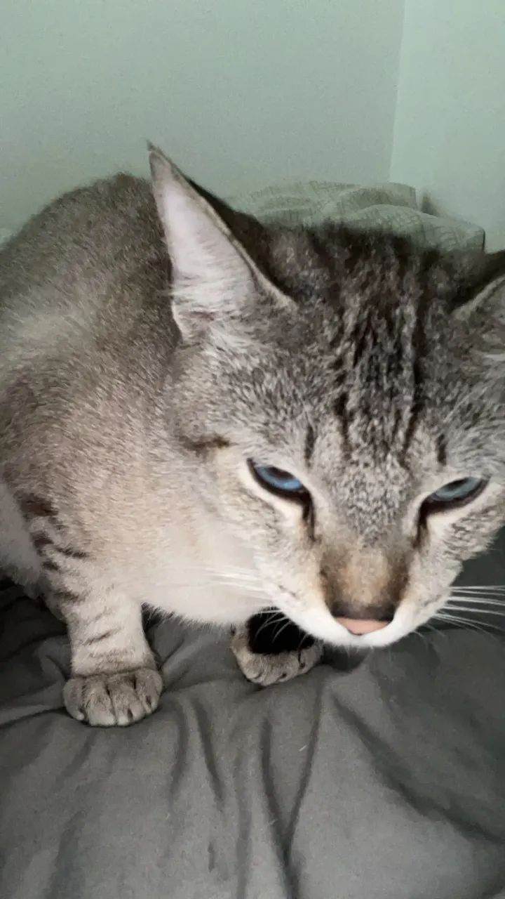 Gato Shane, doação responsável - Foto 2