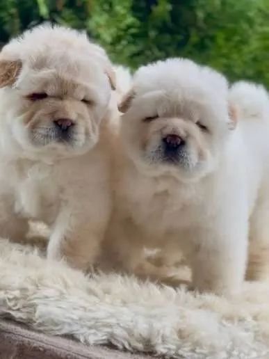 Chow Chow filhotes  creme