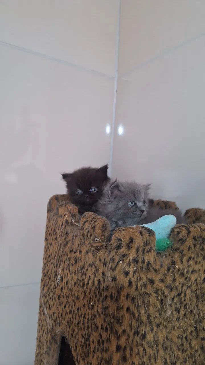 Gato persa - Foto 5