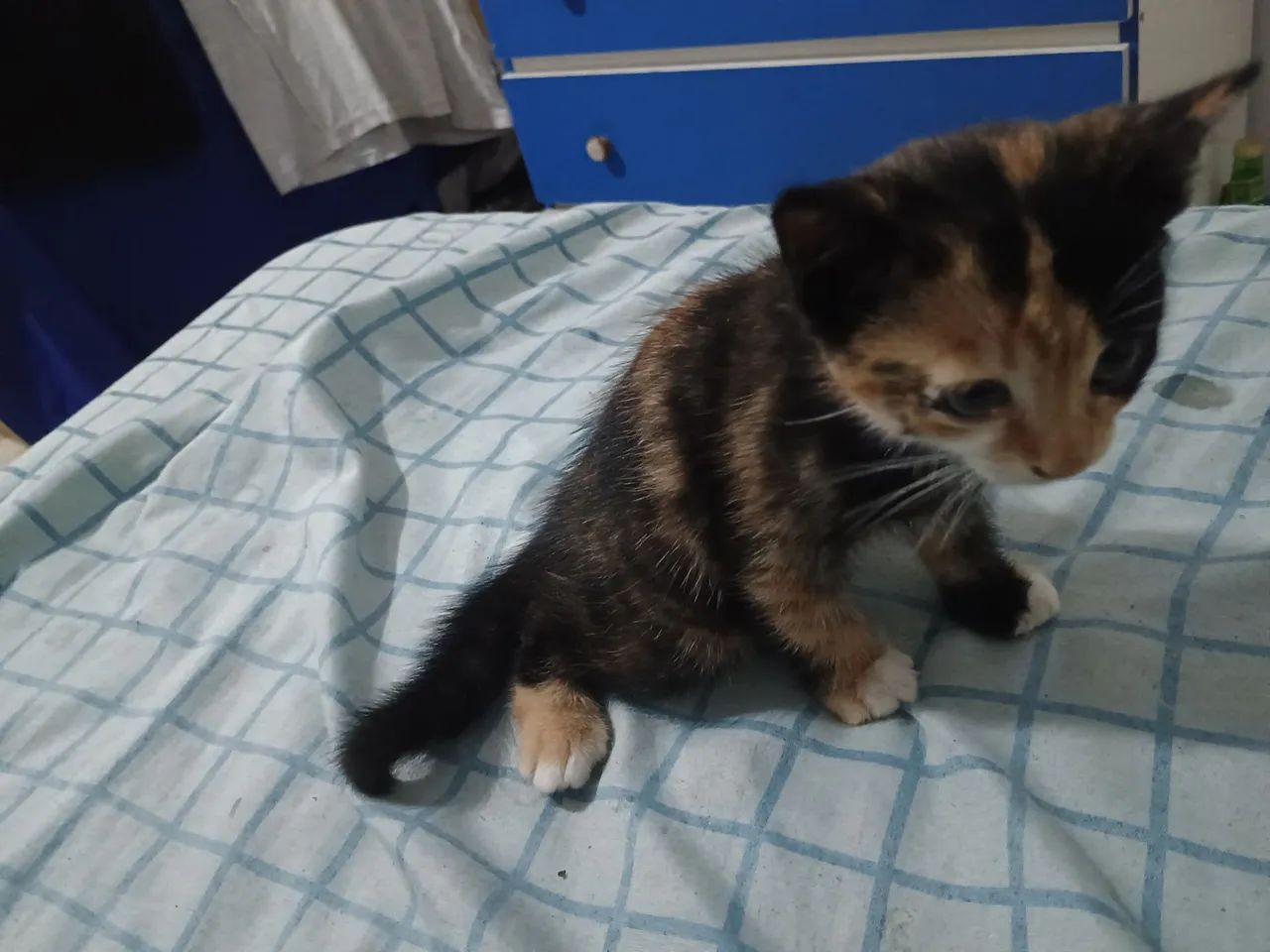 Filhote gato fêmea - Foto 3