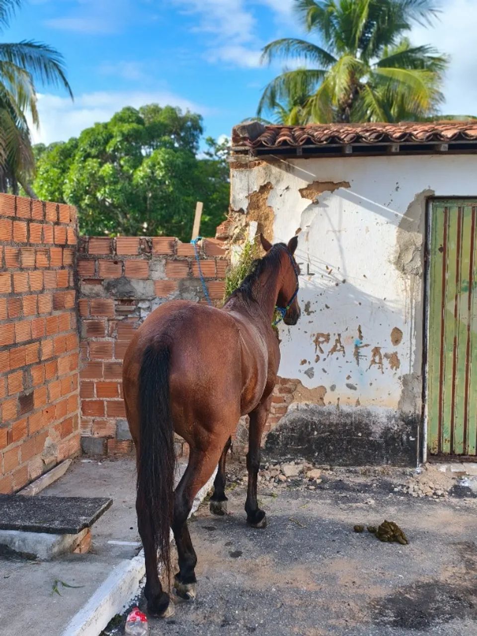 Cavalo  - Foto 3