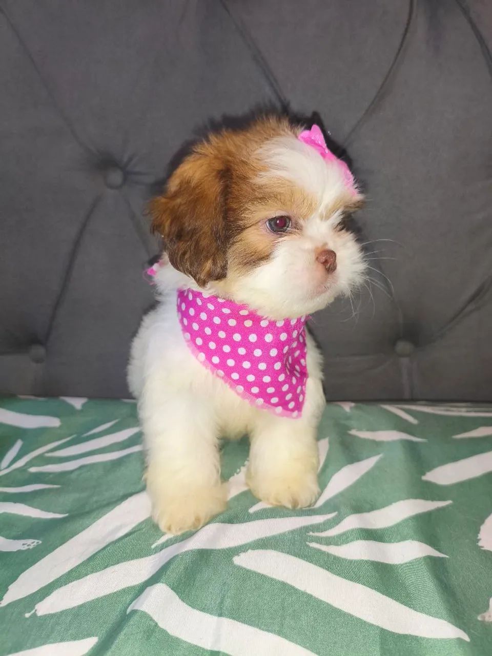 Lhasa apso  - Foto 2