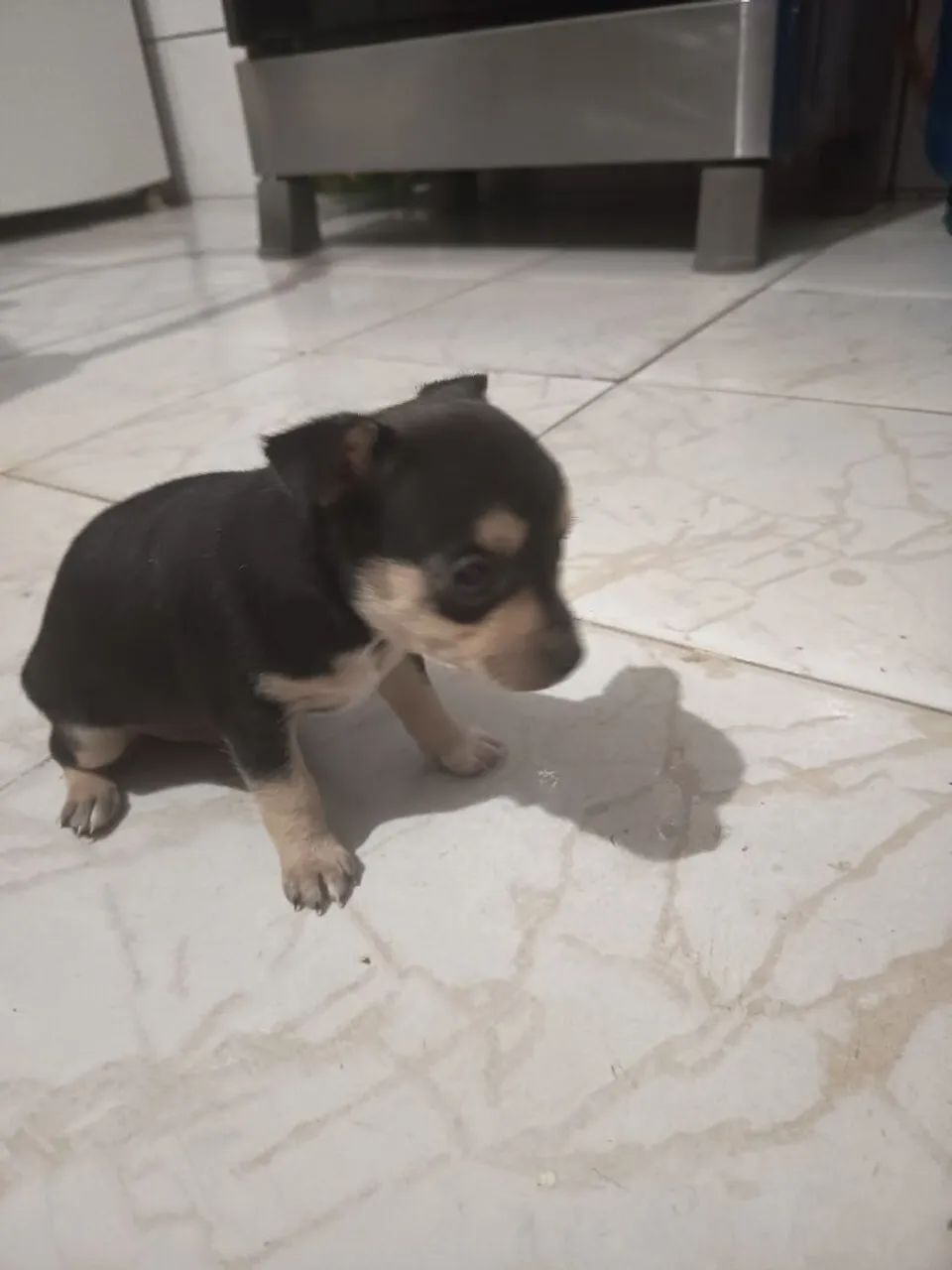 Pinscher  - Foto 3