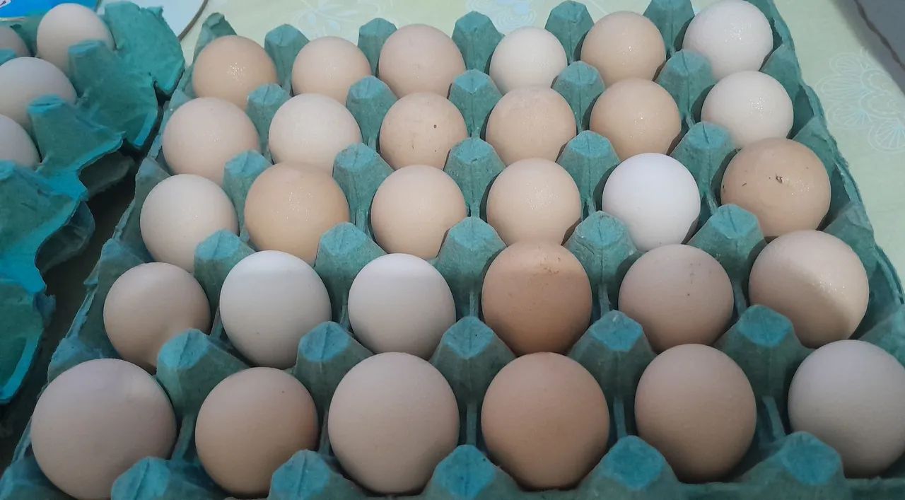 Ovos para chocar 