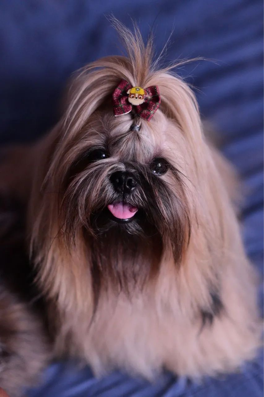 Shihtzu macho procurando uma namorada!  - Foto 4
