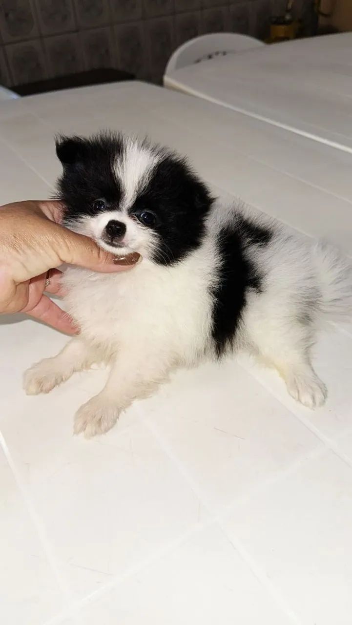 Spitz Alemão 