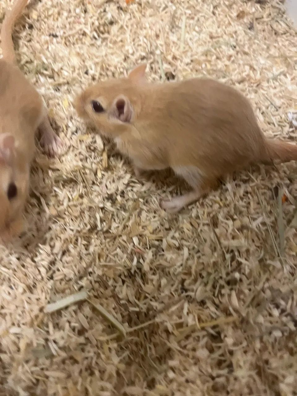 Vendo 4 Gerbos Fêmeas. (esquilo da Mongólia)  - Foto 3