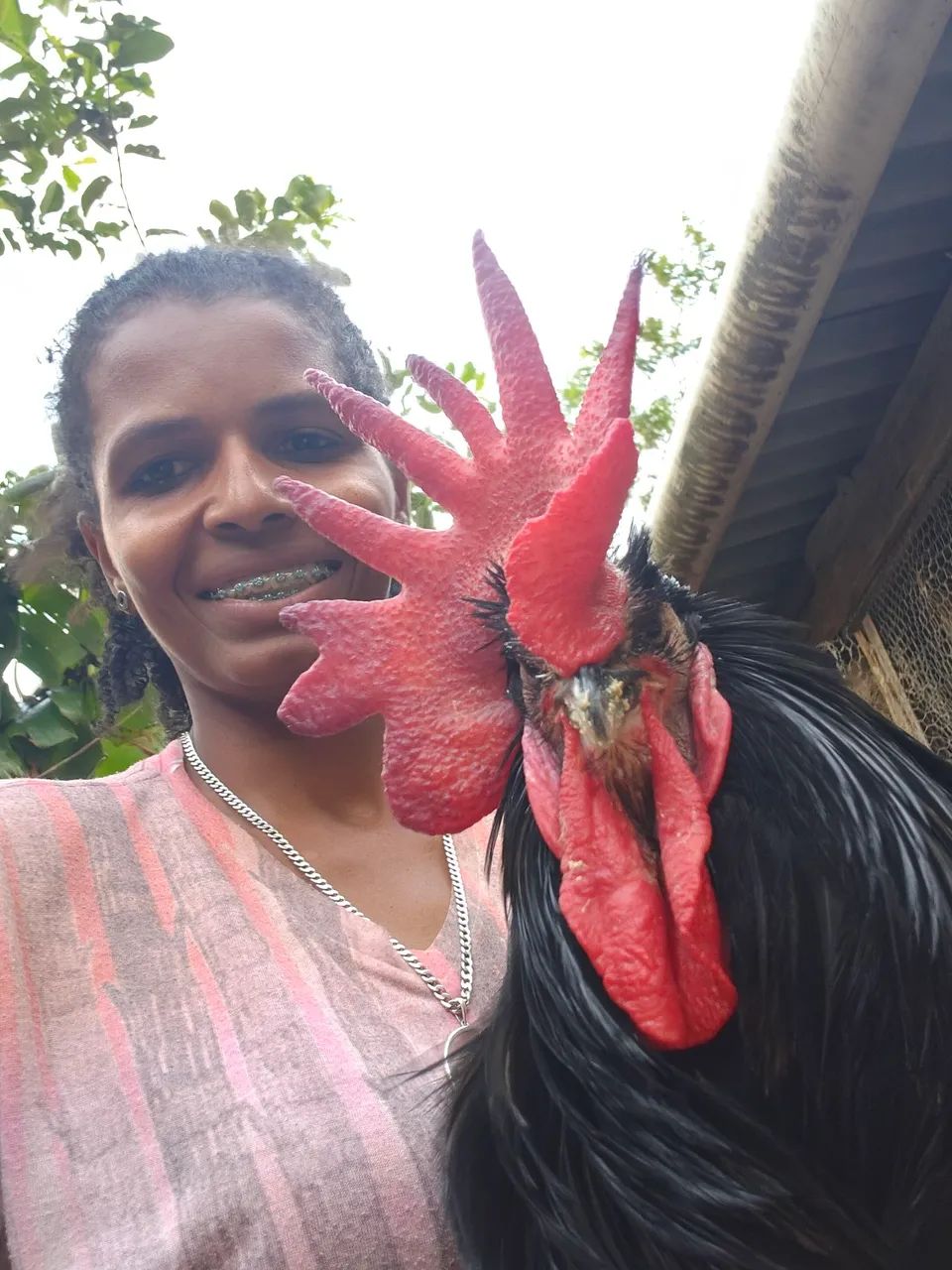 Gigante Negro de Jersey 