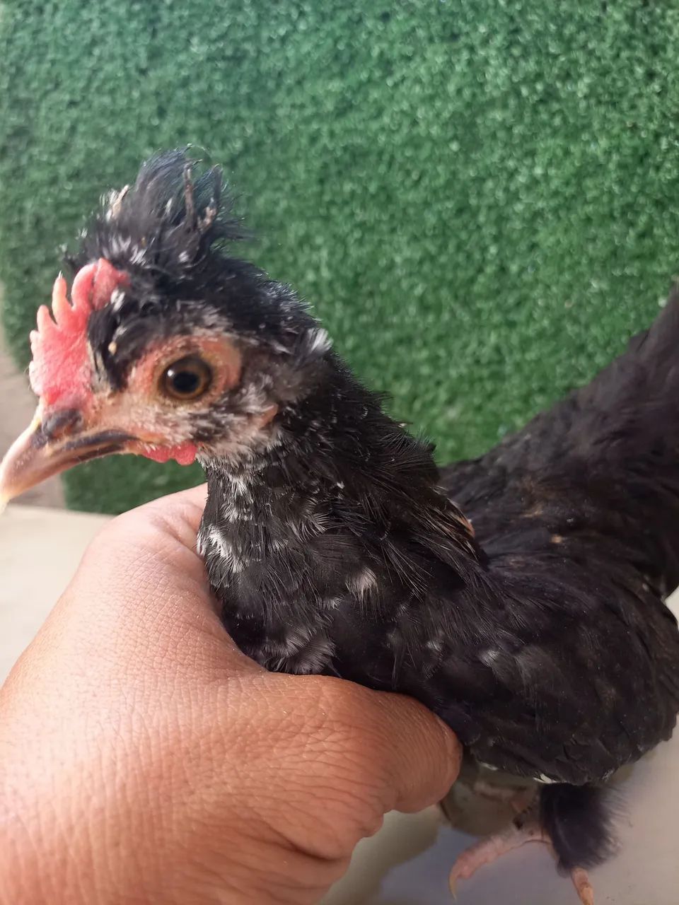 Mini Garnizé modelado  - Foto 3