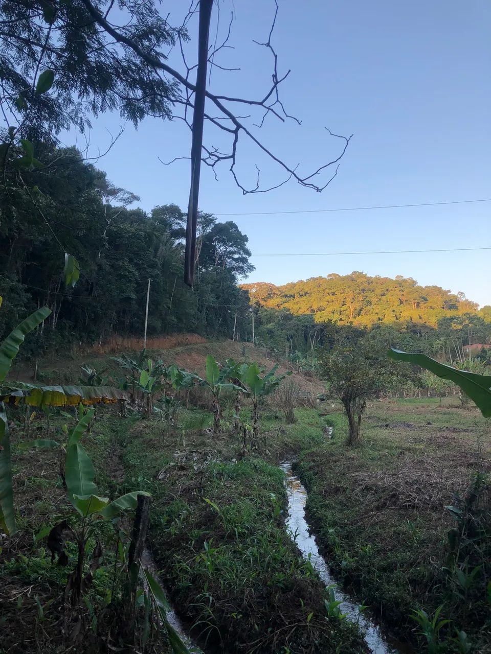 Serviço de Jardinagem e Roçagem. - Foto 5