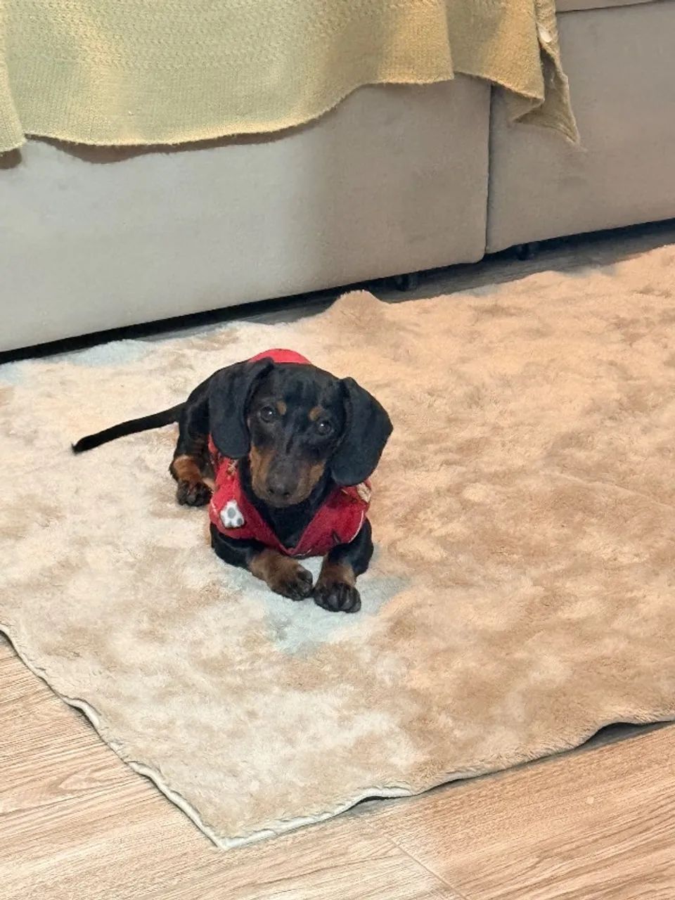 Dachshund mini: Procura-se uma namorada