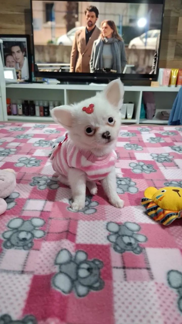 Fêmea de chihuahua  mini - Foto 4