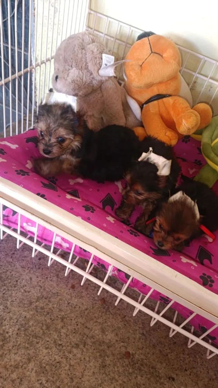 Yorkshire Terrier 