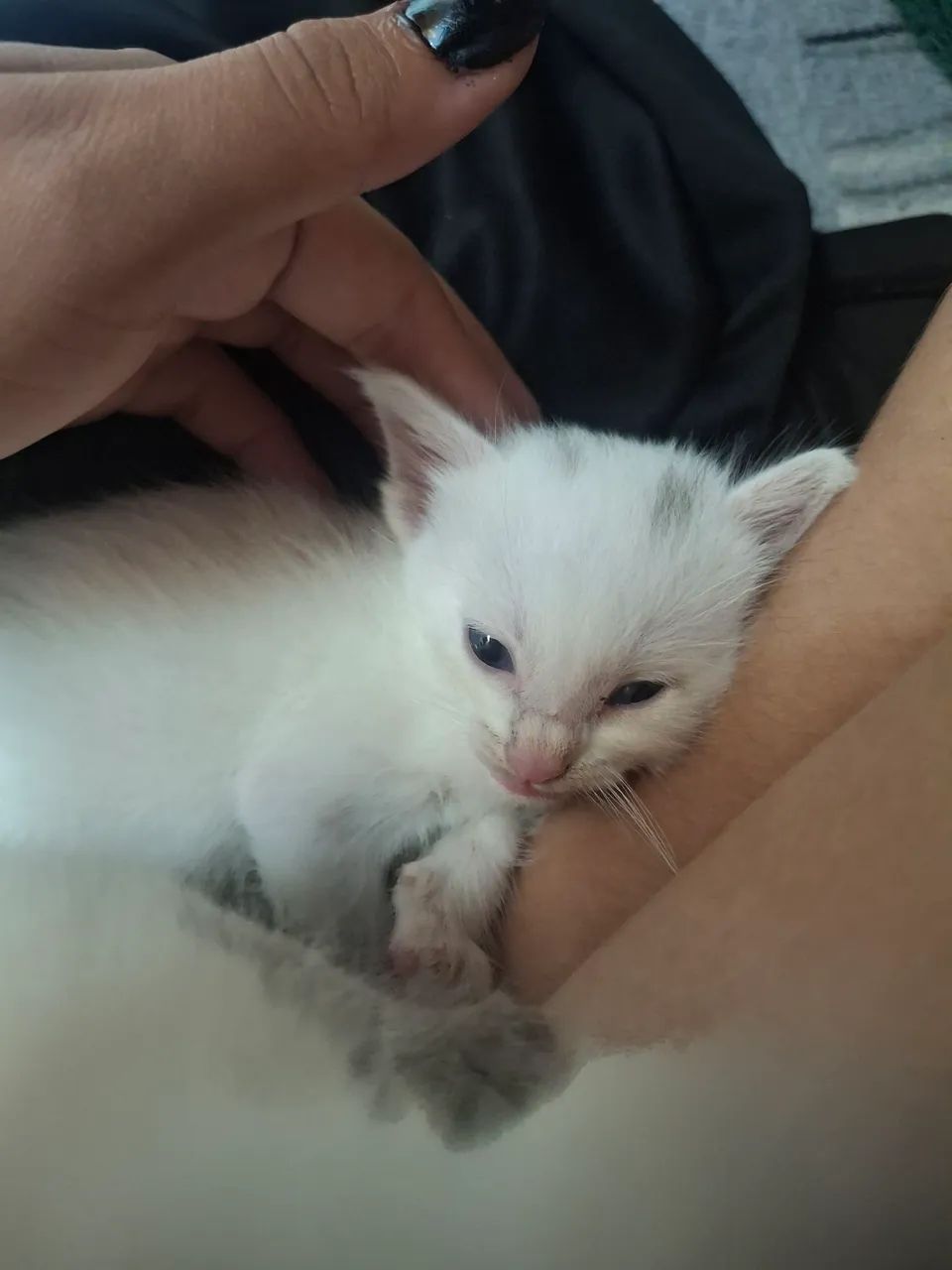 Gatinhos bebes - Foto 4