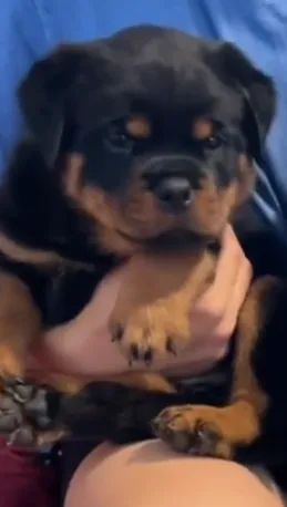 ROTTWEILER À PRONTA ENTREGA