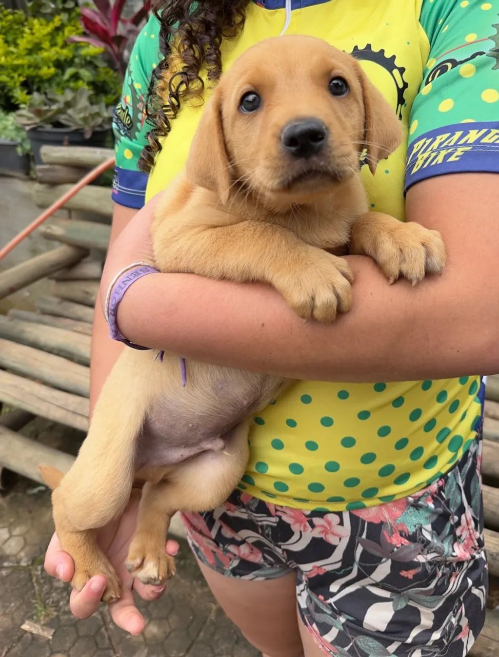 Filhote de golden com labrador  - Foto 5