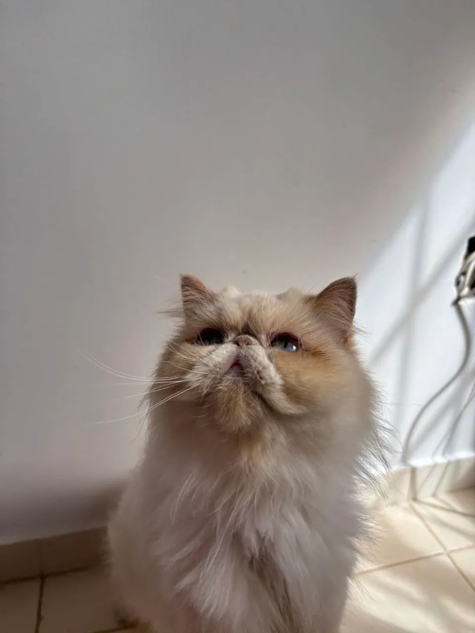 Gata Persa  - Foto 3