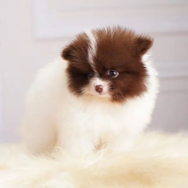 Cachorro  - Foto 2