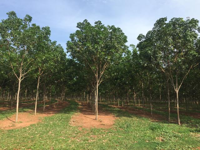 Fazenda em Frutal Minas Gerais Triângulo Mineiro - Foto 19