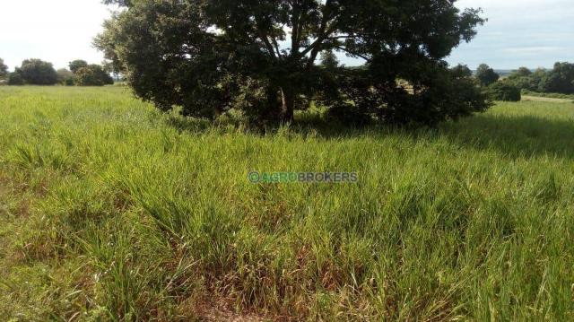 Fazenda a 4 km do frigorífico em nova marilândia - 7 km da cidade - Foto 18
