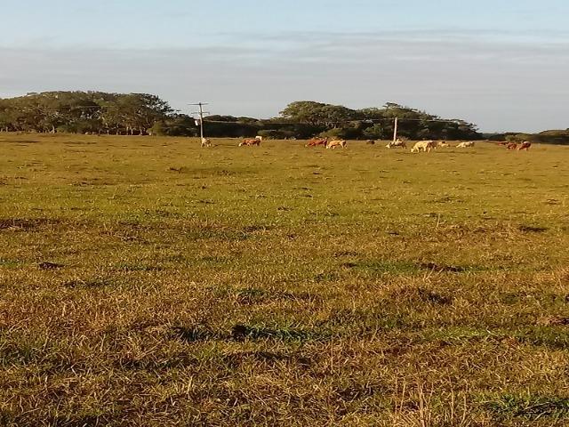 Bela Fazenda - Foto 19