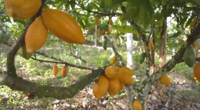 Fazenda de Cacau, Látex e Mogno no Brasil - Cidade Ituberá-BA