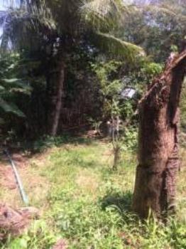 Granja-Chácara-Sítio 1,6 Hectares em Olinda, Aceito Automóvel ou imóvel - Foto 20