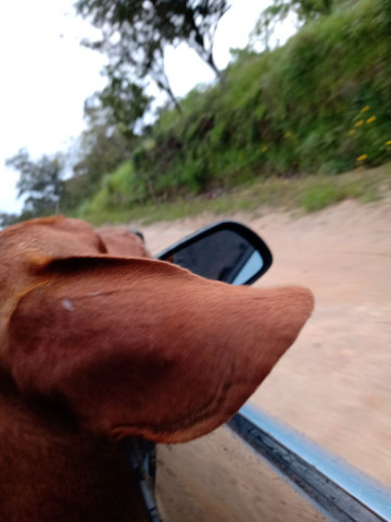 Meu doguinho tá procurando uma namorada - Foto 2
