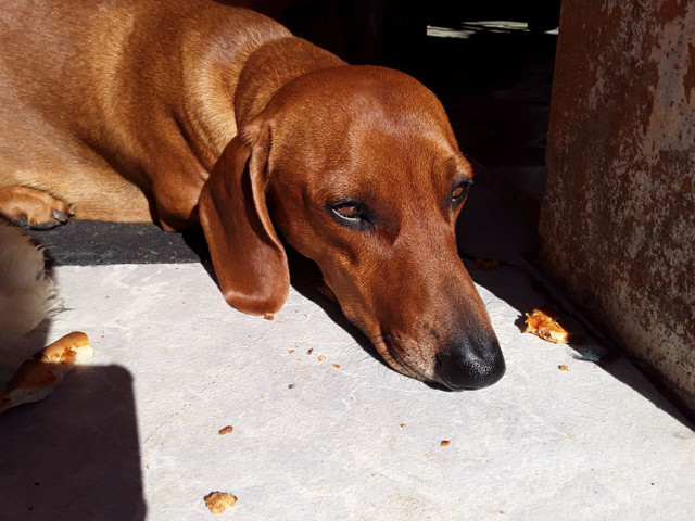 Meu doguinho tá procurando uma namorada