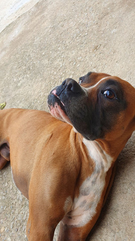 Boxer .Procuro namorada boxer - Foto 2