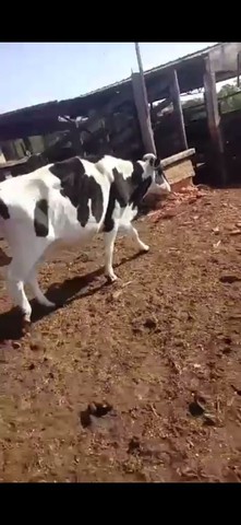 Vendo vaca alta produção 