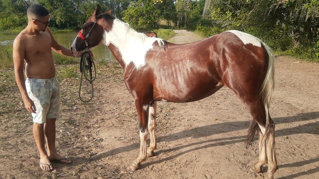 Potro paint horse 