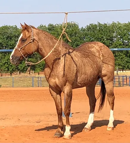 Peitoral Para Cavalos E Mulas De Todas As Raças Frete Gratis