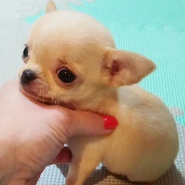 Chihuahua filhote disponível.