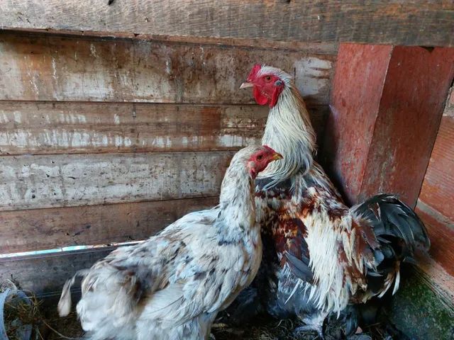 Terno de galinha bharma