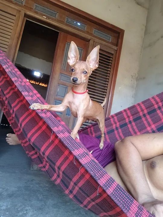 Pinscher