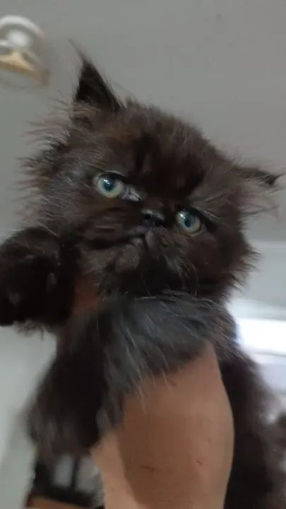 Persa prero preto  - Foto 3